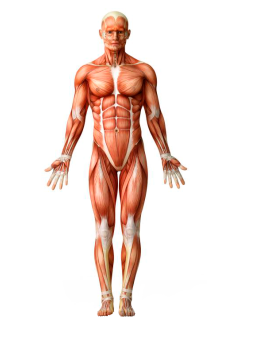 Anatomia Humana - PC-RJ