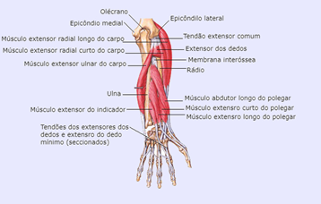 anatomia pc-rj