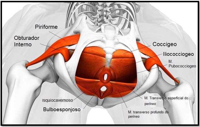 anatomia pc-rj