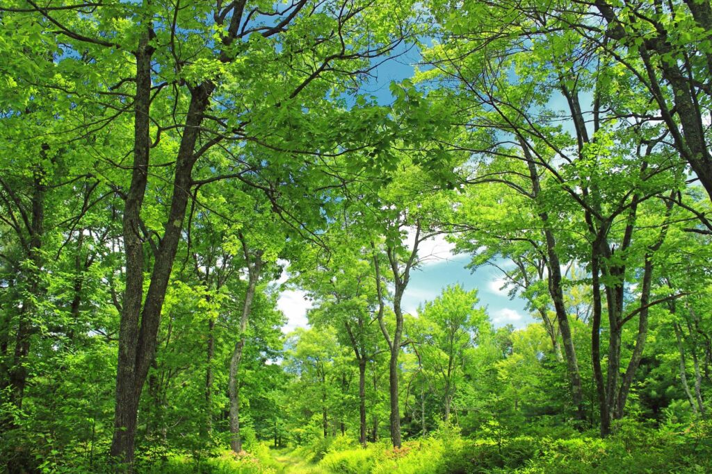 princípios do direito ambiental